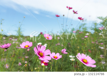 秋の風に踊る妖精のように揺れる色とりどりのコスモスの花たち 132114786