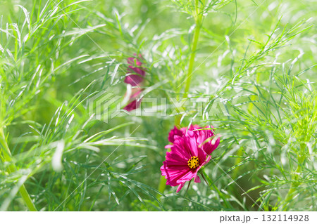 秋の風に踊る妖精のように揺れる色とりどりのコスモスの花たち 132114928
