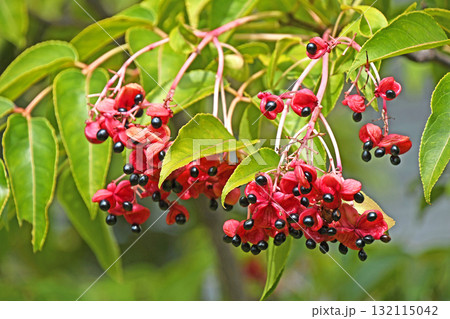 ゴンズイの実とタネ 132115042