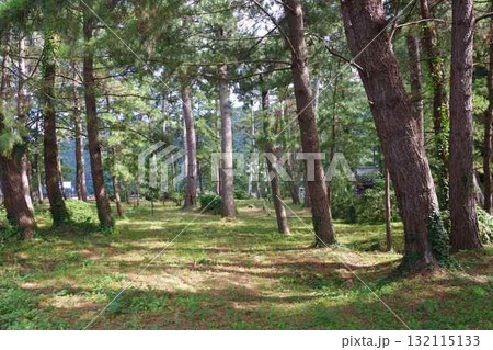 隠岐の島町布施地区の黒松群 132115133