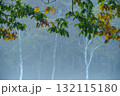 朝霧の白樺林 132115180