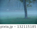 朝霧の放牧 132115185