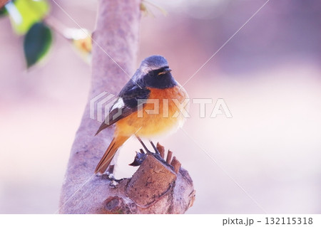 緑の葉っぱと可愛いジョウビタキ 緑の葉っぱと可愛いジョウビタキ 132115318