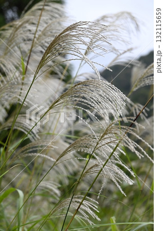 秋の草原に生えるオギ 秋の草原に生えるオギ 132115659
