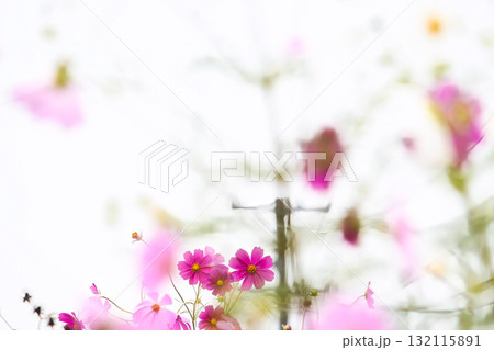 白い光の中に咲く幻想的なピンクのコスモス 132115891