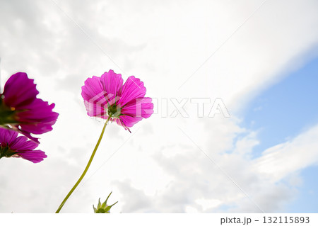 雲が流れる空に咲く鮮やかなピンクのコスモス 132115893
