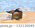 北海道の公園で氷が解け始めた湖面を泳ぐオシドリのオス 132116049
