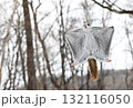 北海道の冬の公園で日中に木々の間を空を飛ぶエゾモモンガ 132116050