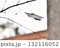 北海道の冬の公園で日中に木々の間を空を飛ぶエゾモモンガ 132116052