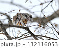 北海道の公園で日中に枝に座って楓の種を食べるエゾモモンガ 132116053