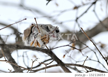 北海道の公園で日中に枝に座って楓の種を食べるエゾモモンガ 132116053