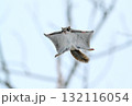 北海道の冬の公園で日中に木々の間を空を飛ぶエゾモモンガ 132116054