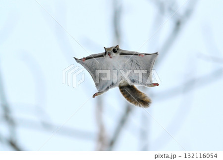 北海道の冬の公園で日中に木々の間を空を飛ぶエゾモモンガ 132116054