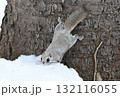 北海道の冬の公園で日中に地面に積もった雪を食べるエゾモモンガ 132116055