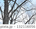 北海道の冬の公園で日中に木々の間を空を飛ぶエゾモモンガ 132116056