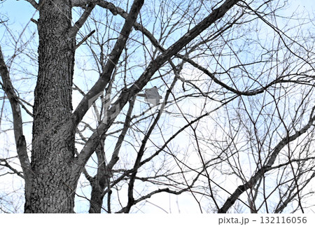 北海道の冬の公園で日中に木々の間を空を飛ぶエゾモモンガ 北海道の冬の公園で日中に木々の間を空を飛ぶエゾモモンガ 132116056