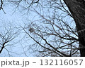 北海道の冬の公園で日没後に木々の間を空を飛ぶエゾモモンガ 132116057
