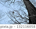 北海道の冬の公園で日没後に木々の間を空を飛ぶエゾモモンガ 132116058