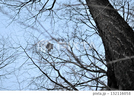 北海道の冬の公園で日没後に木々の間を空を飛ぶエゾモモンガ 北海道の冬の公園で日没後に木々の間を空を飛ぶエゾモモンガ 132116058