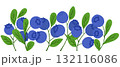 Hand drawn vector illustration of blueberry branches with green leaves and ripe berries 132116086