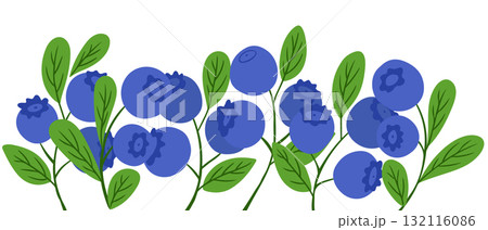 Hand drawn vector illustration of blueberry branches with green leaves and ripe berries 132116086