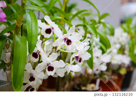 Beautiful orchids blooming gracefully in the garden 132116210