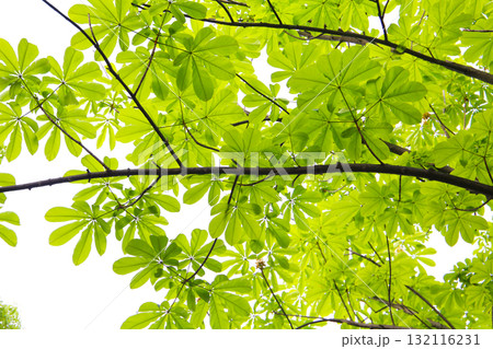 Green leaves of a Japanese Horse Chestnut tree 132116231