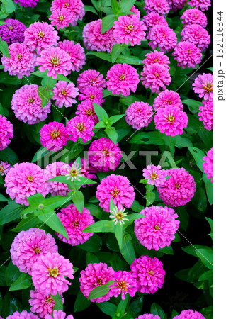 Pink zinnia flower in the field 132116344