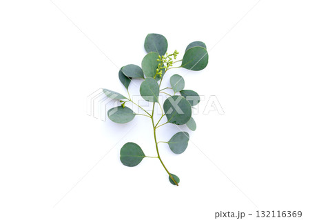 Eucalyptus leaves on white background. Green leaf branches. Eucalyptus leaves on white background. Green leaf branches. 132116369