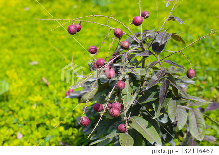 Red longan fruits growing on a small tree Red longan fruits growing on a small tree 132116467