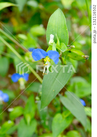 植物：ツユクサ　ツユクサ科 132116502
