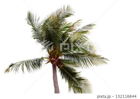 Tall coconut palm trees swaying in the wind Tall coconut palm trees swaying in the wind 132116644