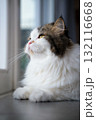 Cute fluffy white cat looking to the garden view by the window. 132116668