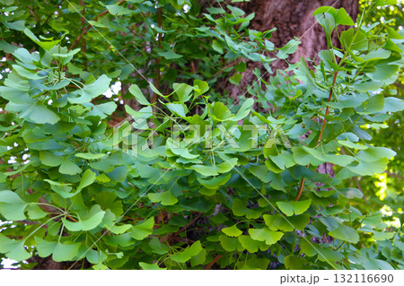 Green leaves of ginkgo tree 132116690