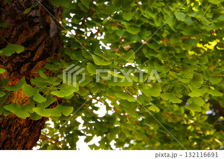 Green leaves of ginkgo tree 132116691