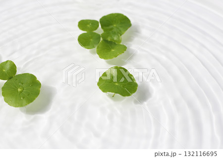 Green centella leaves floating gently in clear rippling water. Green centella leaves floating gently in clear rippling water. 132116695