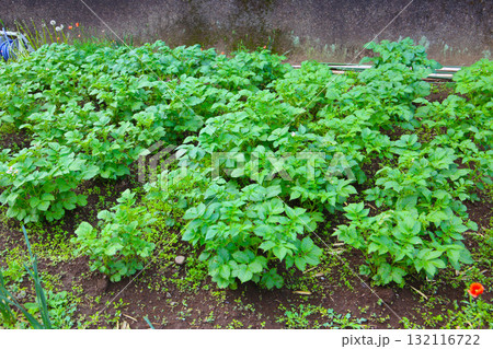 Potato plants growing in the garden 132116722