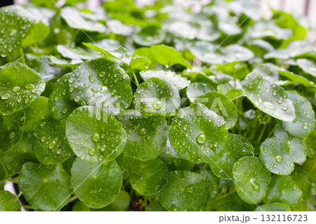 Green leaves of centella asiatica with rain drop (Gotu Kola) Fresh herb plant 132116723