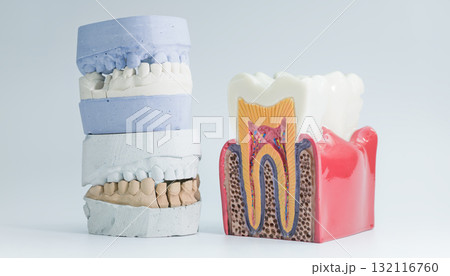 Tooth anatomy model and dental cast comparison Tooth anatomy model and dental cast comparison 132116760