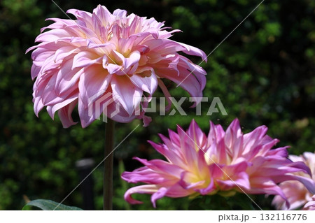 色鮮やかな大輪 132116776