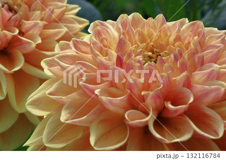 色鮮やかな大輪 132116784