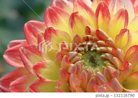 色鮮やかな大輪 色鮮やかな大輪 132116790