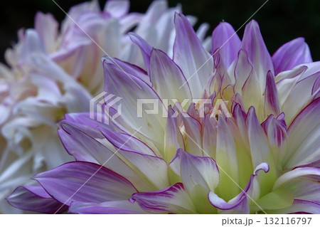 色鮮やかな大輪 132116797