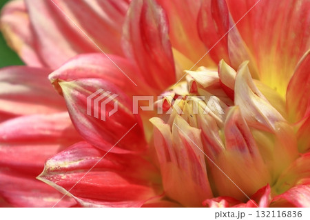 色鮮やかな大輪 132116836