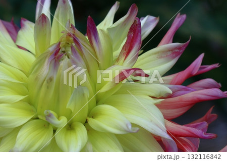 色鮮やかな大輪 132116842