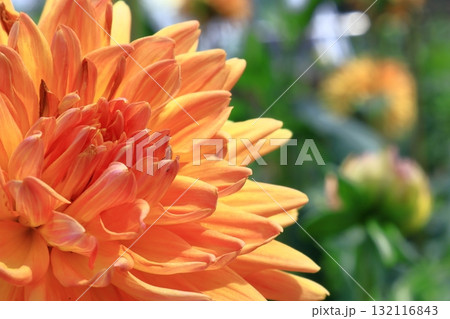 色鮮やかな大輪 132116843