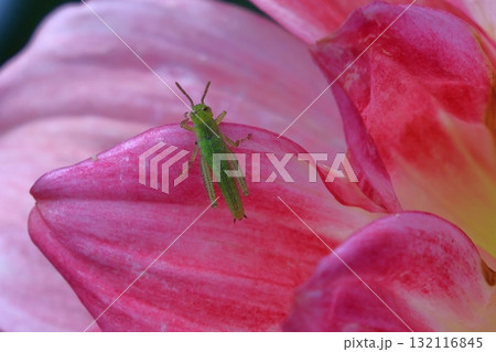 色鮮やかな大輪 132116845