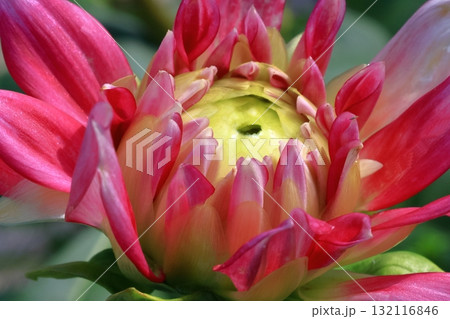 色鮮やかな大輪 132116846