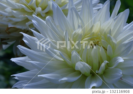 色鮮やかな大輪 色鮮やかな大輪 132116908