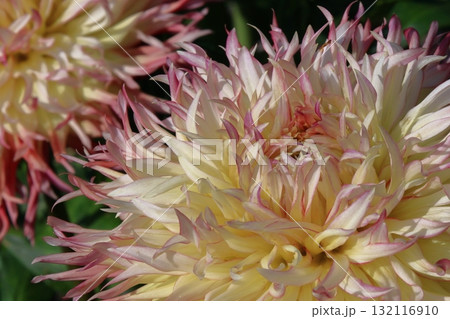 色鮮やかな大輪 色鮮やかな大輪 132116910